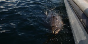 Scott Bruce Tuna Charters